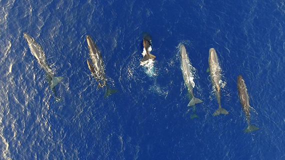 dolphins casually swimming at sea