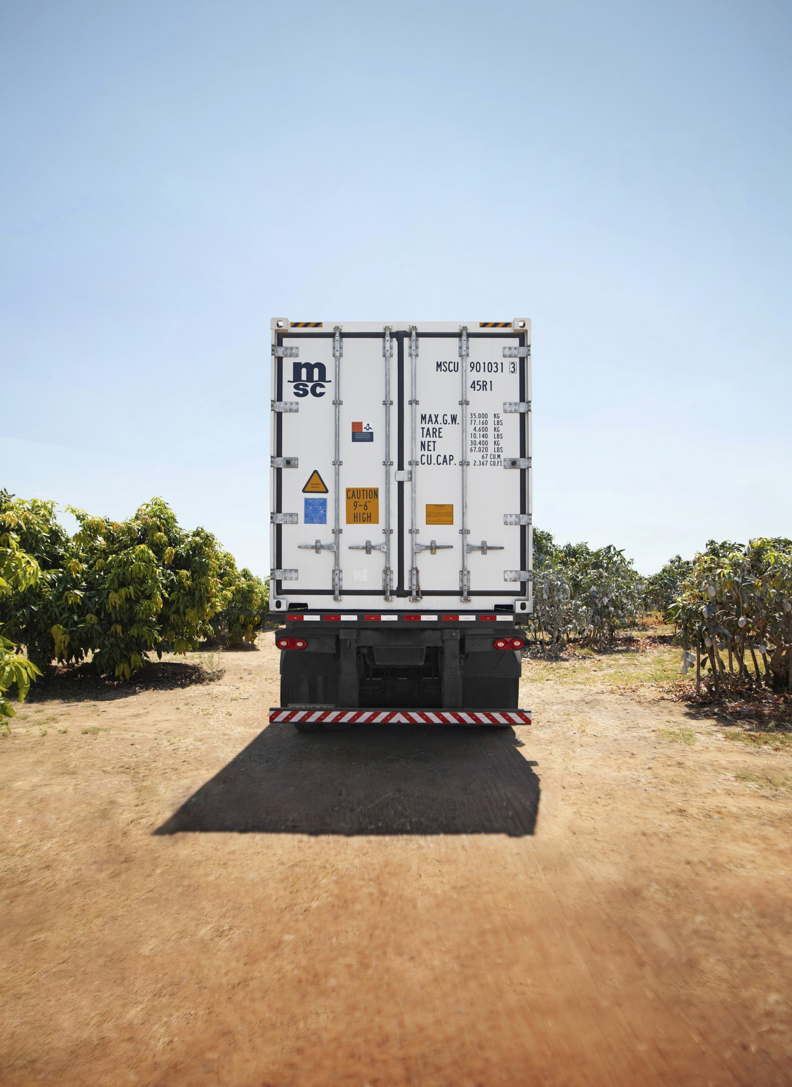 MSC Reefer truck in mangoes plantation